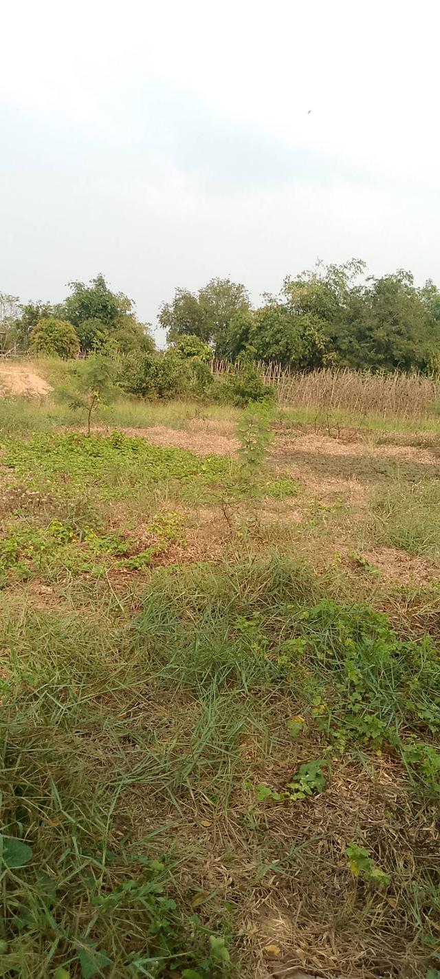 ที่ดินเปล่าใช้ปลูกบ้านทำสวน 4