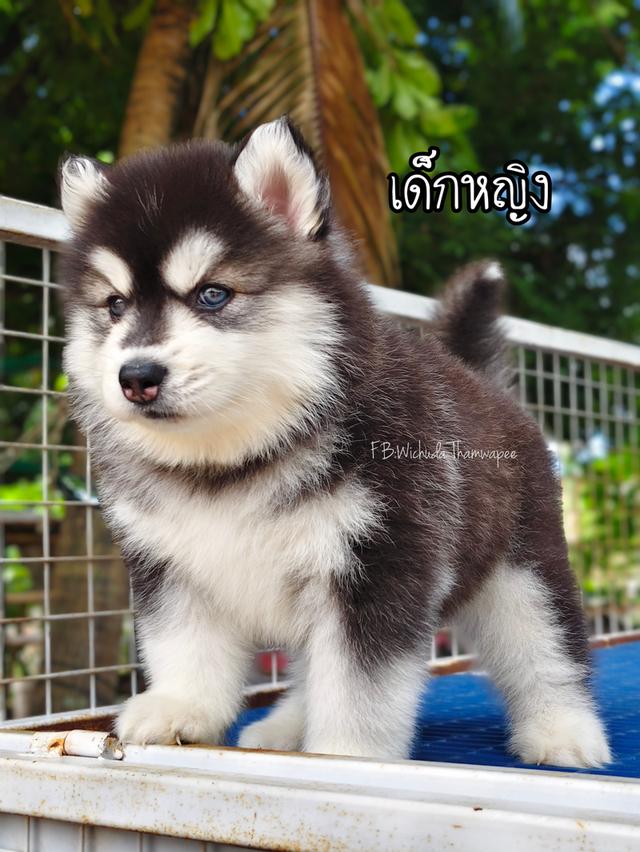 ไซบีเรียนวูลลี่โค้ด ขนยาว ฟอร์มหมี รูปย่อยที่ 4