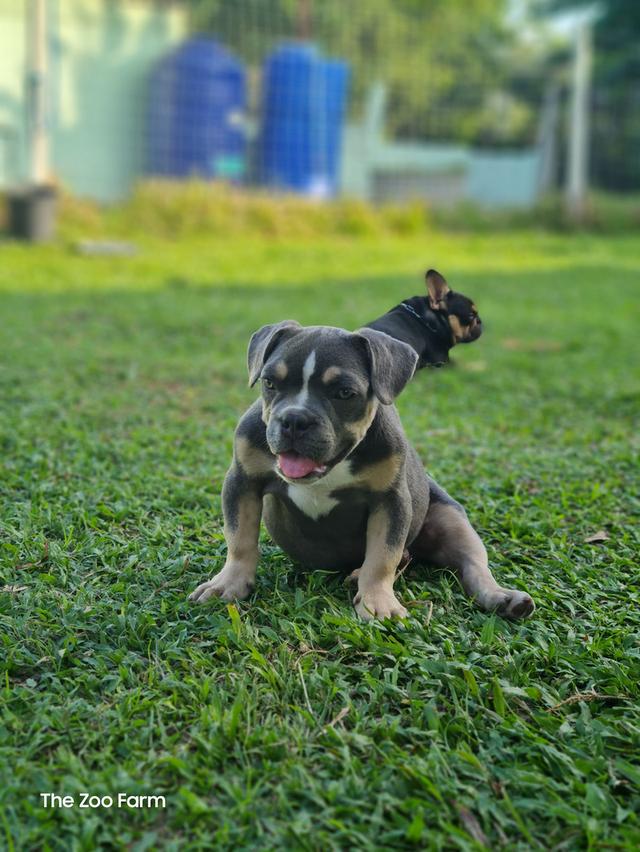 Exotic Bully แท้มีใบเพ็ดครับ