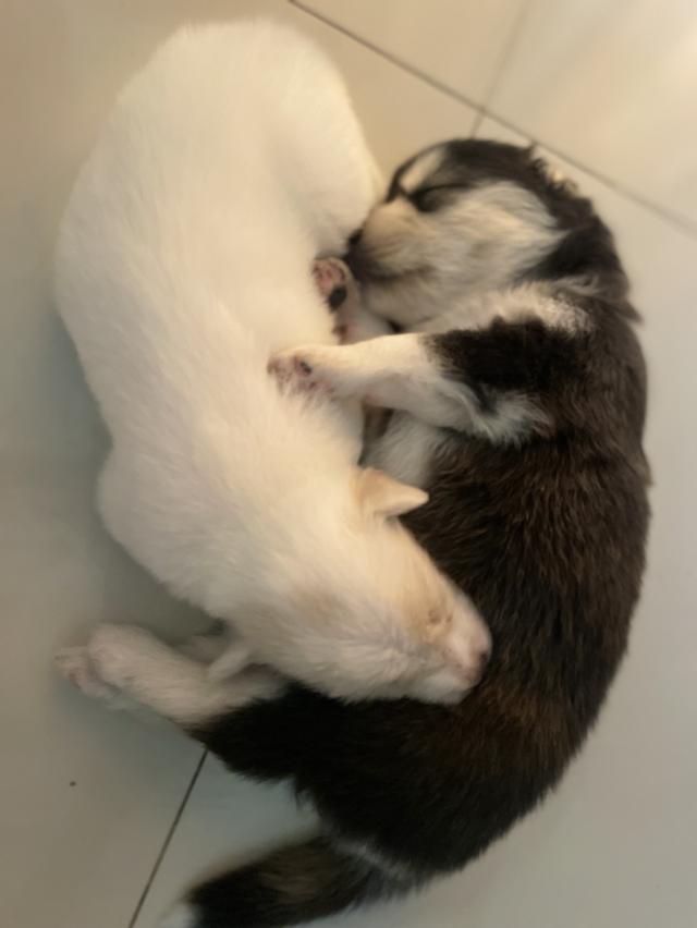 ลูกสุนัก ไซผสมโกลเด้น อายุ 1 เดือน