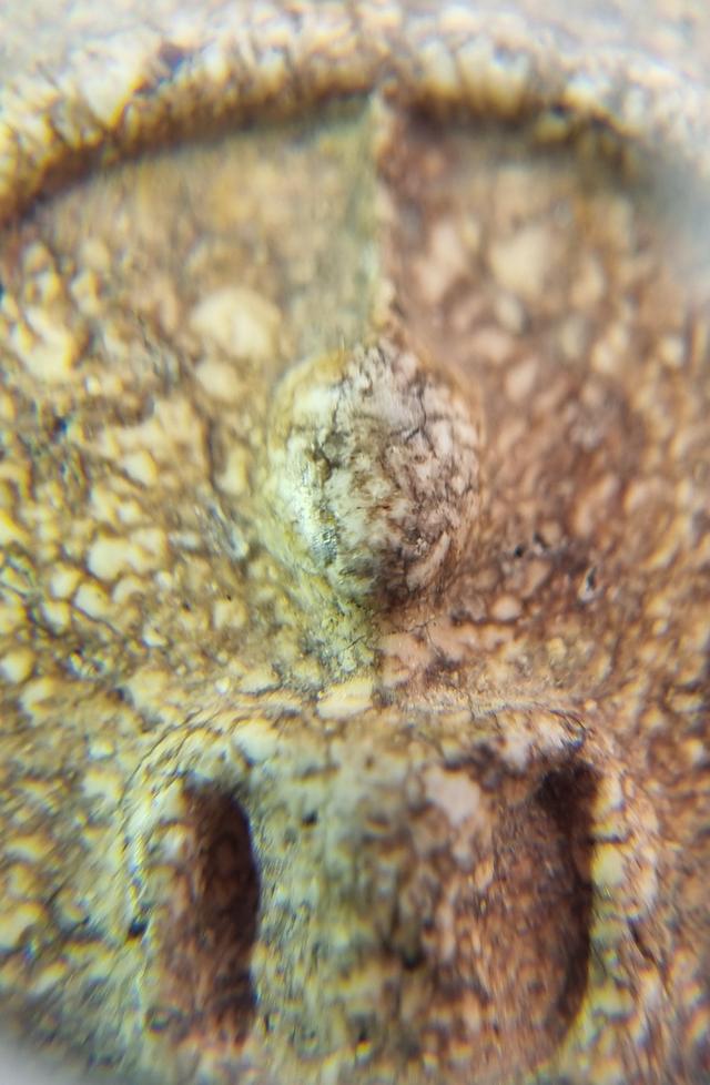 พระสมเด็จ 8