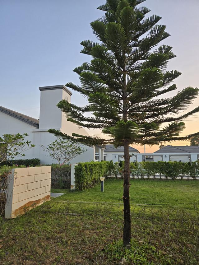 บ้านใหม่ให้เช่า ทาวน์โฮม 2 ชั้น 2 ห้องนอน 2 ห้องน้ำ 15