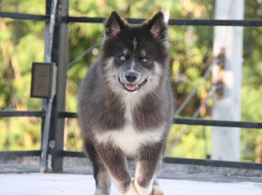 ไซบีเรียนแท้ เพศหญิง ไอดีไลน์ 0834718713