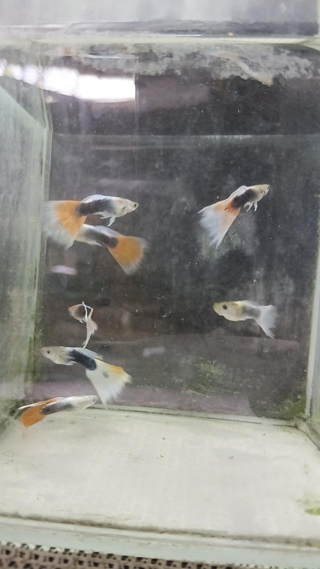 ปลาหางนกยูงตัวละ5บาท รูปที่ 4