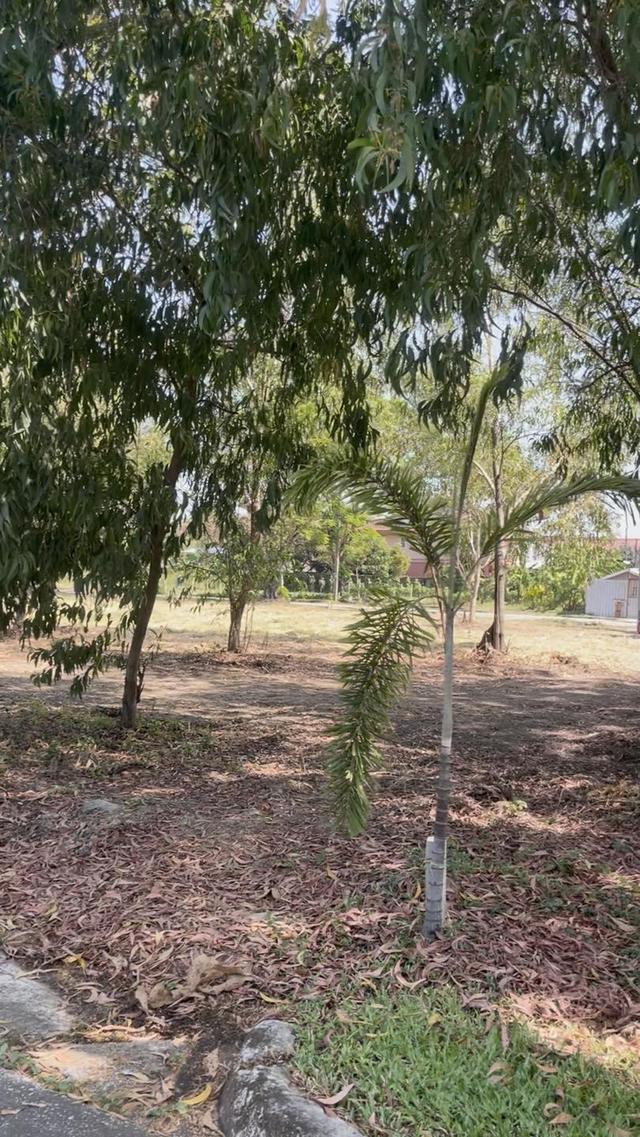 ขายที่ดินเปล่าเขตคลองสามวา โครงการ Forest Park 2