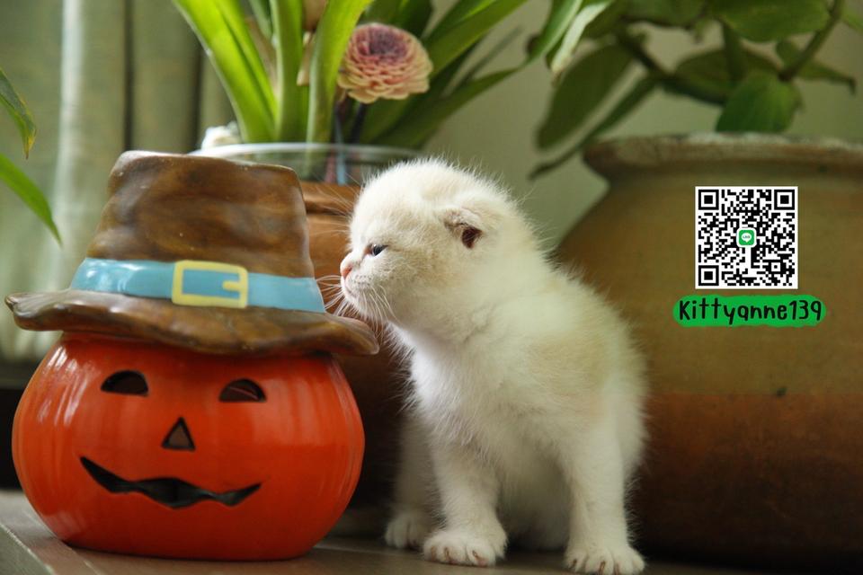 แมวสก็อตติชบริติชแท้ 13