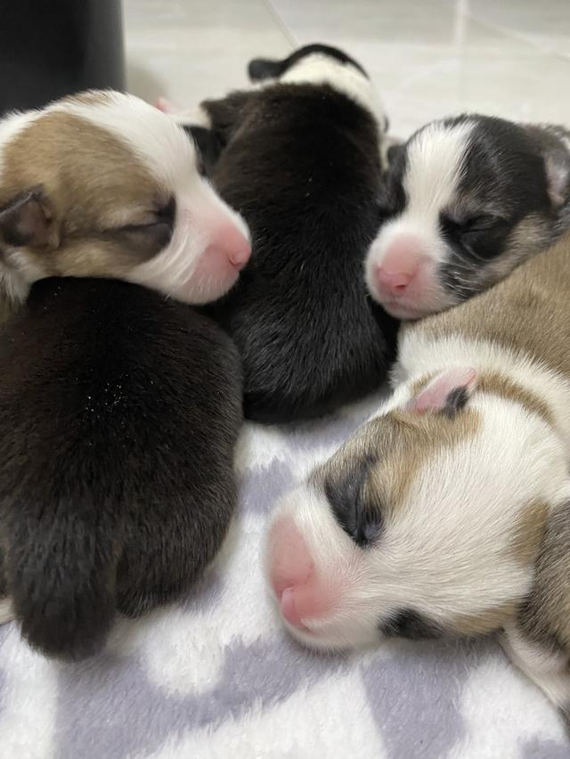 ลูกหมา 4