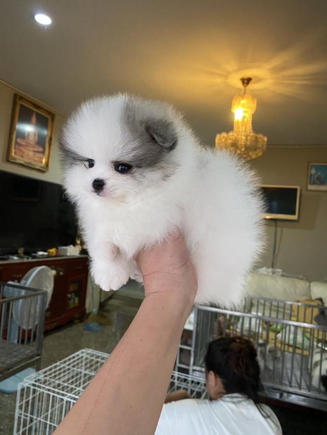 mini product image 2