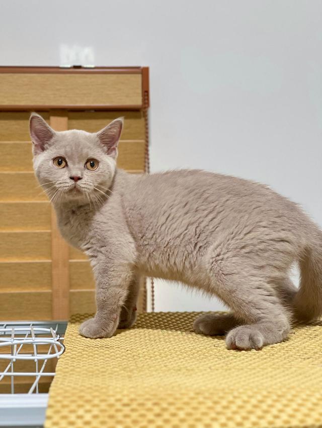 บริติช ช็อตแฮร์ เพศเมีย  5