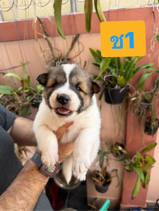 บางแก้วแท้ พ่อแม่สายประกวด เชื้อดี รู้ความสุดๆ #พร้อมใบเพ็ดชมรมบางแก้วประเทศไทย TBC สนใจทักได้ครับ 15