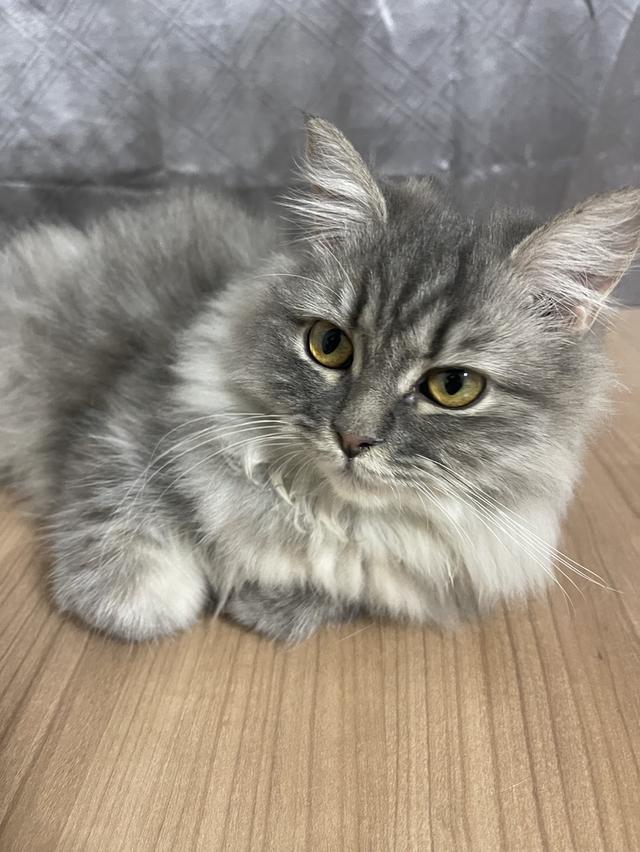 น้องแมวพันธุ์ หิมาลายันผสมชินชิล่า เพศหญิง พร้อมฉีดยา 2