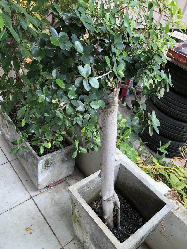 ไตรโคเดอร์มา เห็นผลไวแม่ยายยังถามซื้อ รูปที่ 5