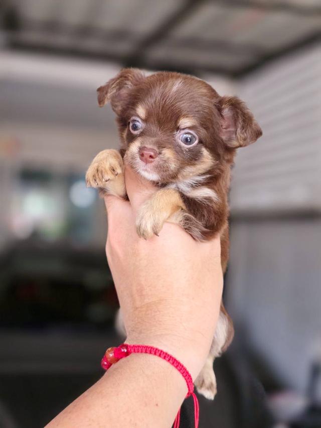 ชิวาวาแท้ขนยาว สีช็อค เพศผู้ 7