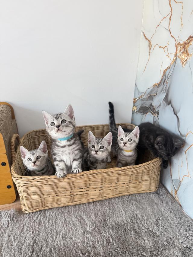 ลูกแมวพันธุ์สก๊อตติชแท้