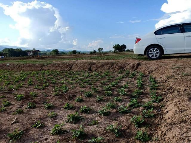 เดือนความรักหาทรัพย์สวยสักแปลง ที่สวยติดแม่น้ำน่าน น้ำใสไหลรินตลอดปี ต.ศรีภูมิ อ.ท่าวังผา จ.น่าน ขาย 800000 วิวดีสวยมาก รูปที่ 6