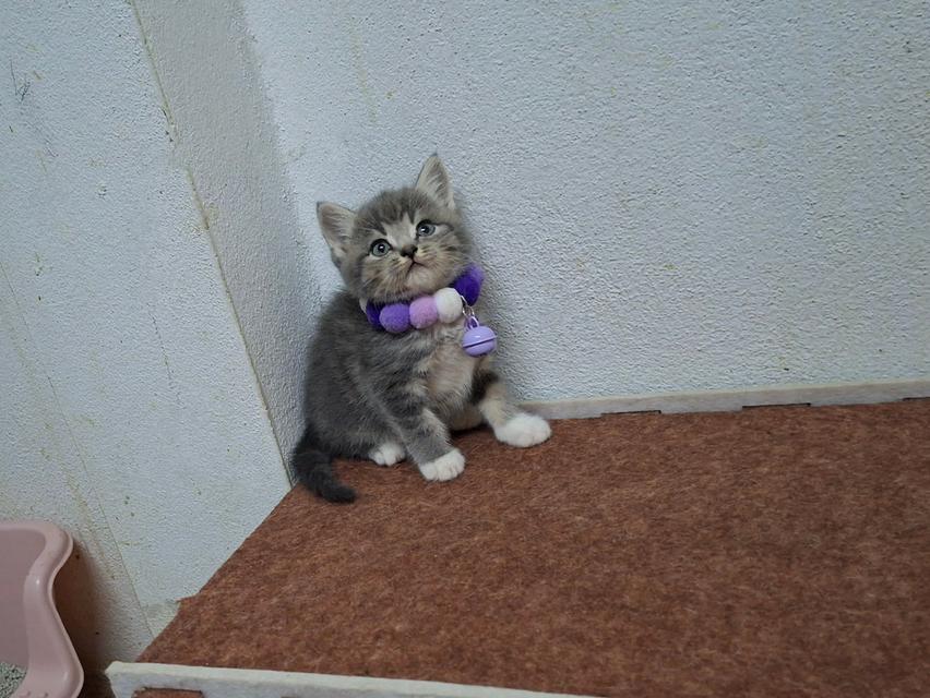 แมวสก๊อตติช ชาย1หญิง1 รูปที่ 8