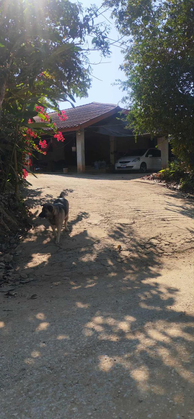 บ้านพร้อมที่ดินใกล้วัดห้วยปลากั้ง เชียงราย 1