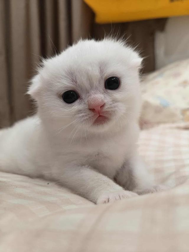 ดญ.มันซ์กิ้นผสมสก็อตติช