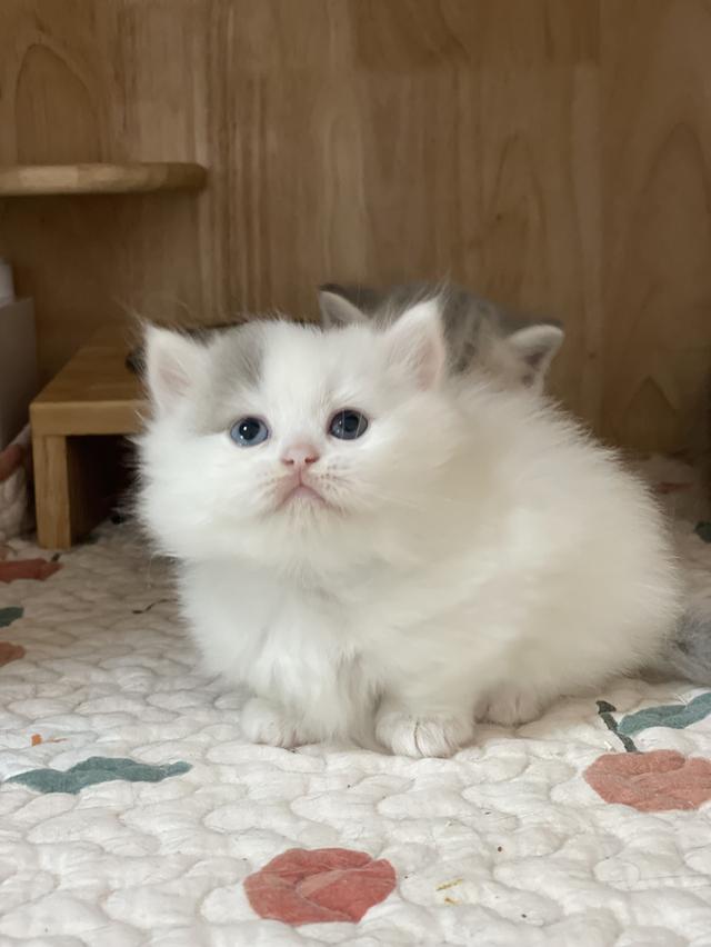 แมวขาสั้น 3