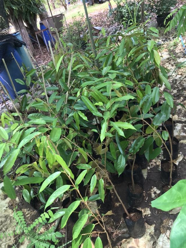 ให้เช่า สวนผลไม้ 12 ไร่ 7 หมื่นต่อปี 5