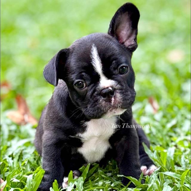 เฟรนบลูด็อก ด.ช. อายุ 45 วัน พร้อมย้ายบ้าน