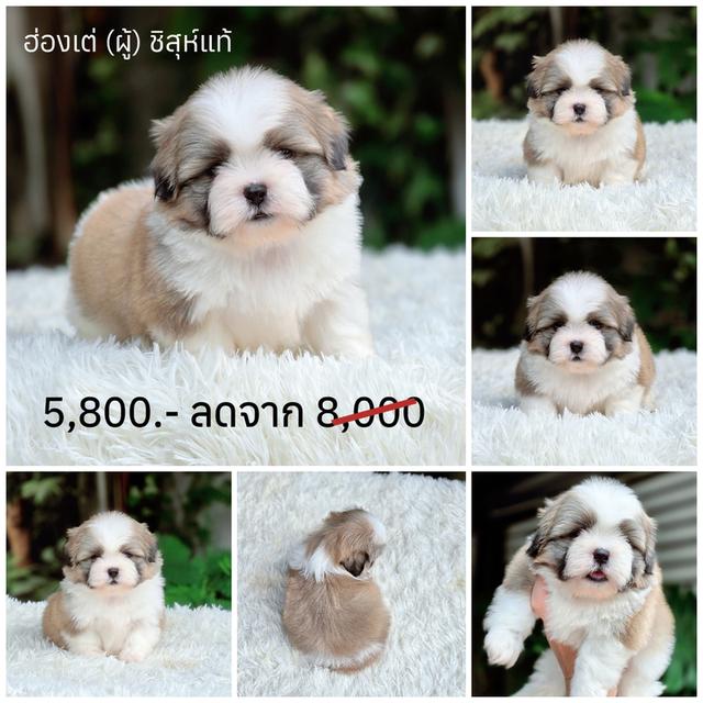 ชิสุแท้พร้อมย้ายบ้านสินสอดน่ารัก รูปที่ 2