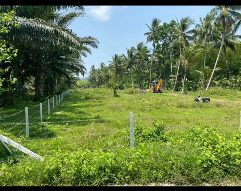 ที่ดินเปล่าเกาะแต้ว 3.2.50ไร่ ราคาถูก ถนนตัดผ่าน 1