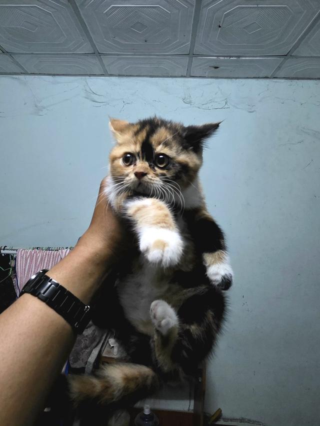 น้องแมว สก็อตติสโฟด์ 4