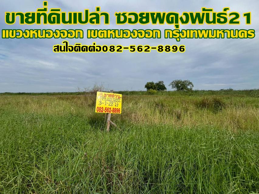 ขายที่ดินเปล่า ซอยผดุงพันธ์21 หนองจอก กรุงเทพมหานคร 1