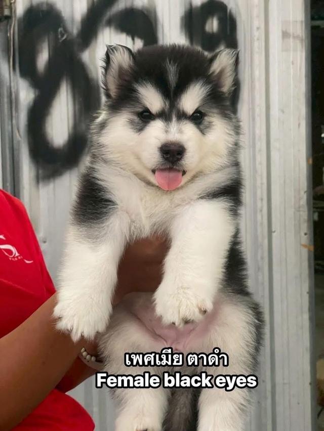 ไซบีเรียนวูดลี่โค้ชช รูปที่ 7