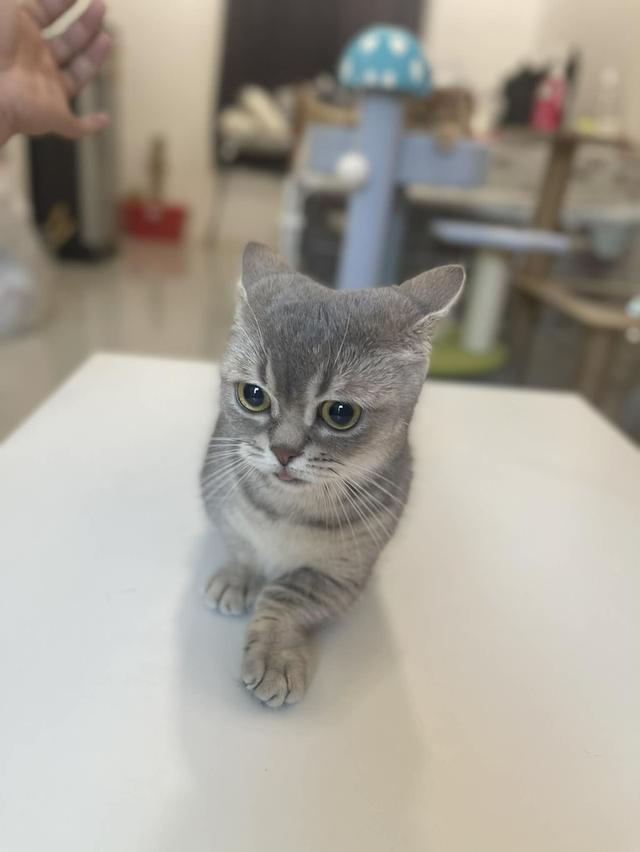 แมว Munchkin ขาสั้นสุด 6