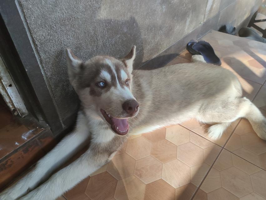 ไซบีเรียนฮัสกี้น่ารักๆ