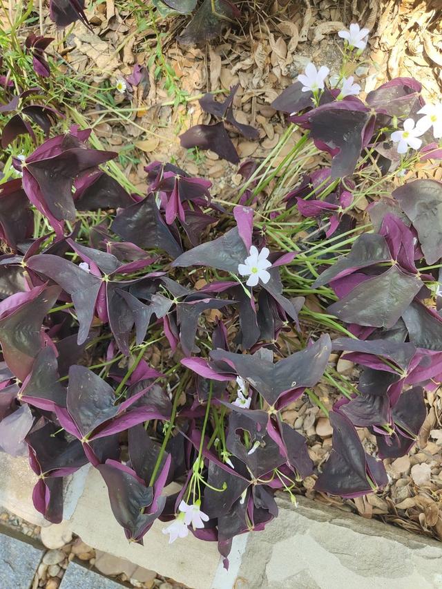 สราญสิริ ห้วยขวาง ขายไปแล้ว 1