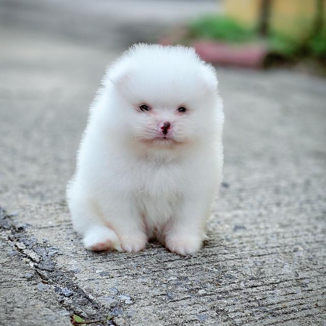 ปอมขาวเพศผู้สุดหล่อพันธุ์แท้พร้อมย้ายบ้าน 3