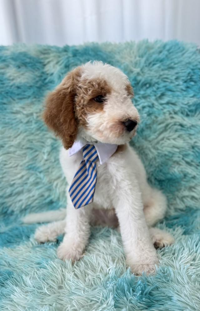น้อง Tuxedo Poodle Standard