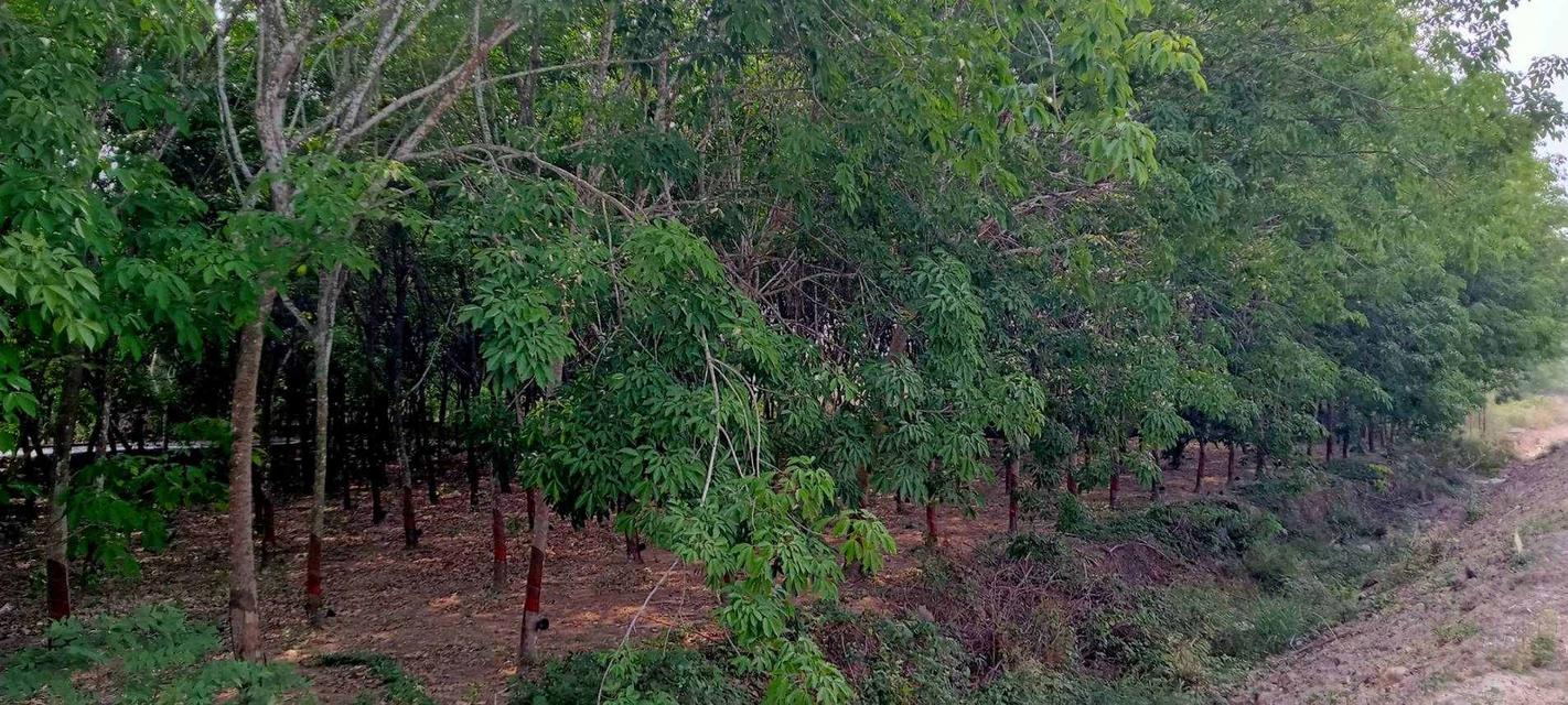 ขายที่ดินติดถนนนิคมสาย9 ระยอง เนื้อที่ 31-2-52.3 ไร่ ใกล้แยกมาบข่า-แยกนิคมพัฒนา ปัจจุบันเป็นสวนยาง 2.5 ล้าน/ไร่ 3