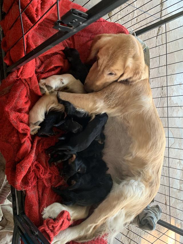 โดเด้นผสมกับลาบาดอร์ รูปที่ 4