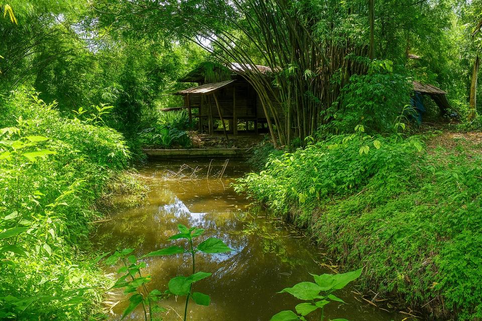 ขายที่ดินติดธารน้ำ-ลำห้วย วิวธรรมชาติ ต.แม่แรม อ.แม่ริม เชียงใหม่ 3.167 ไร่ ราคา 13.6 ล้านบาท 5