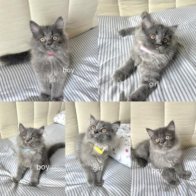 เปอร์เซียแท้ สีบลู 6