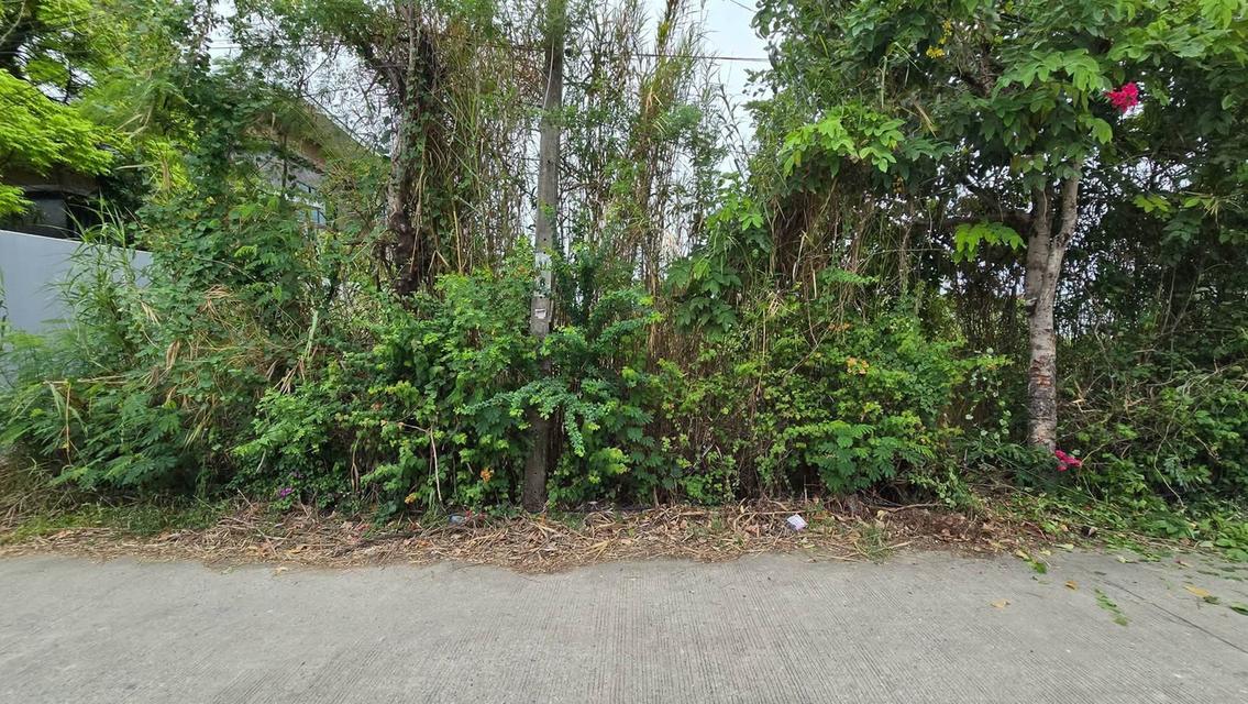 ขายด่วนที่ดินศรีด่าน 100 ตรว ติดถนนคอนกรีตสาธารณะ ซ.พัฒนาชุมชน 29 บางพลี สมุทรปราการ 1