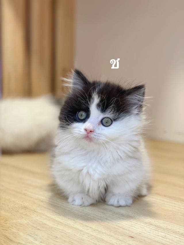 ลูกแมวมันช์กิ้นขาสั้น รูปที่ 5