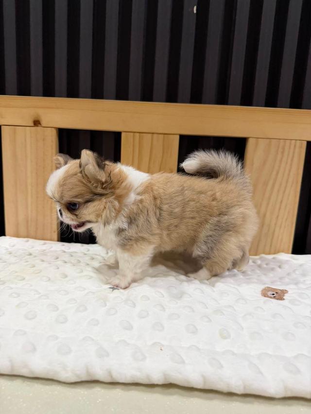chihuahuathailandชิวาวาไทยแลนด์เกรดสวย รูปย่อยที่ 3