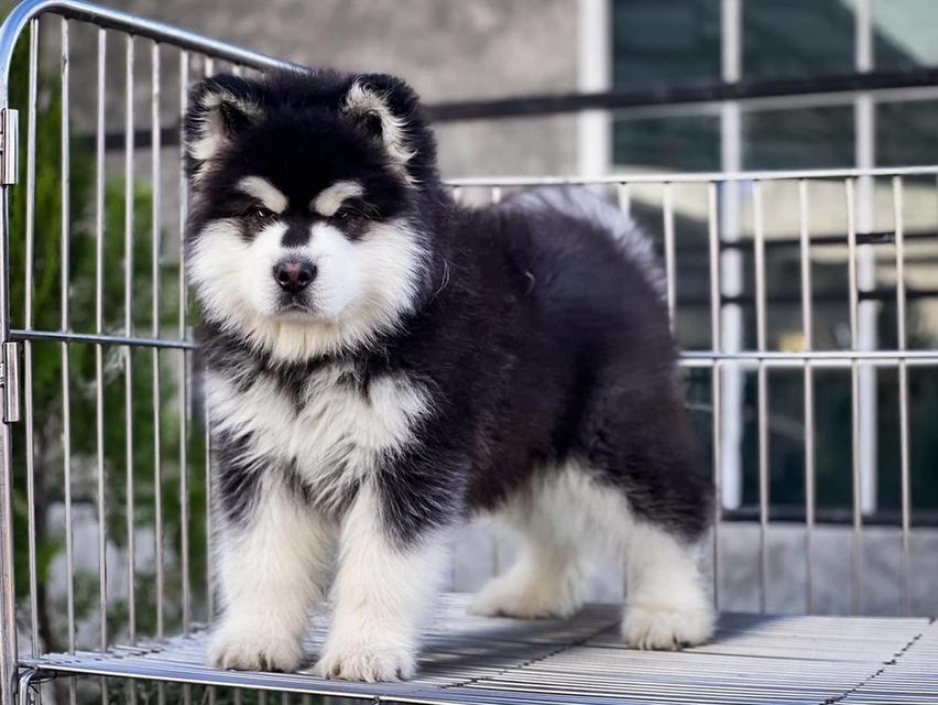 Alaskan Malamute Puppies Available