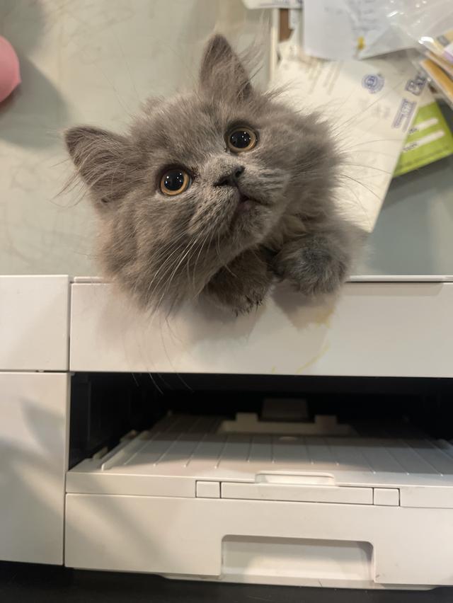 แมว(สี Lilac)ทั้งตัว-เด็กชาย2เดือน พร้อมย้าย