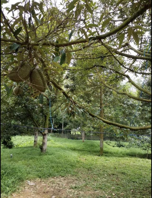 สวนทุเรียนระยอง