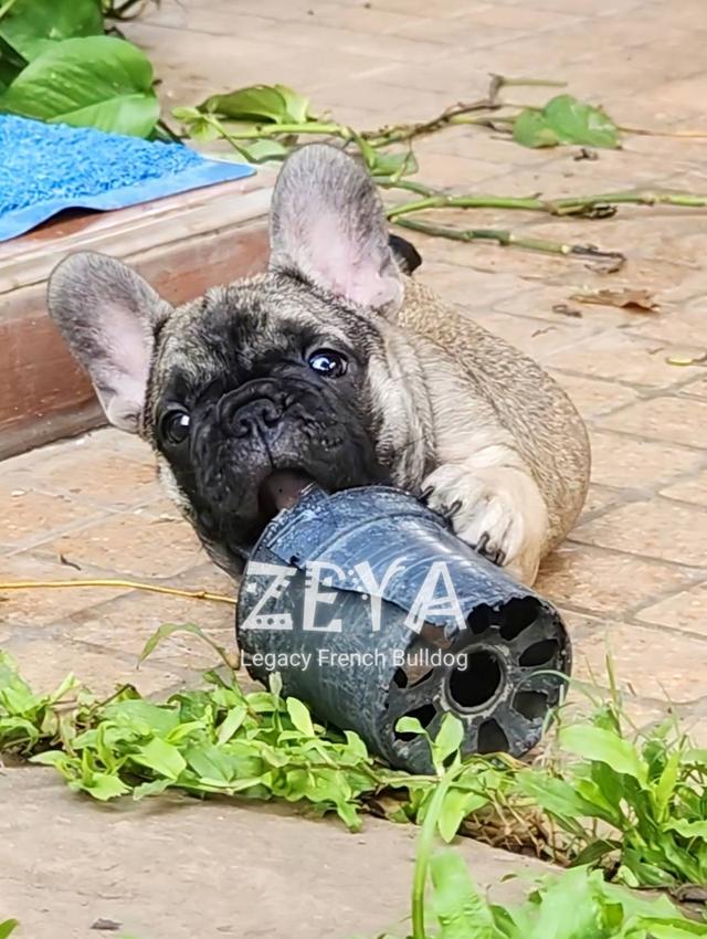 ZEYA สุนัขเฟรนช์บูลด็อก  6