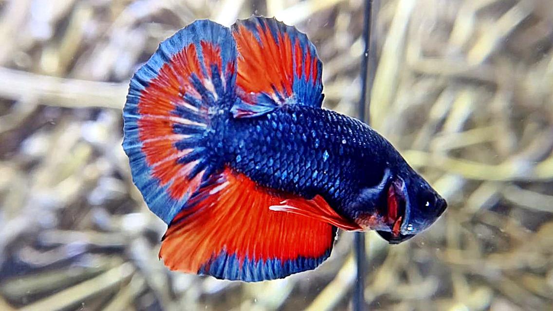 ปลากัดไทยสีพื้น