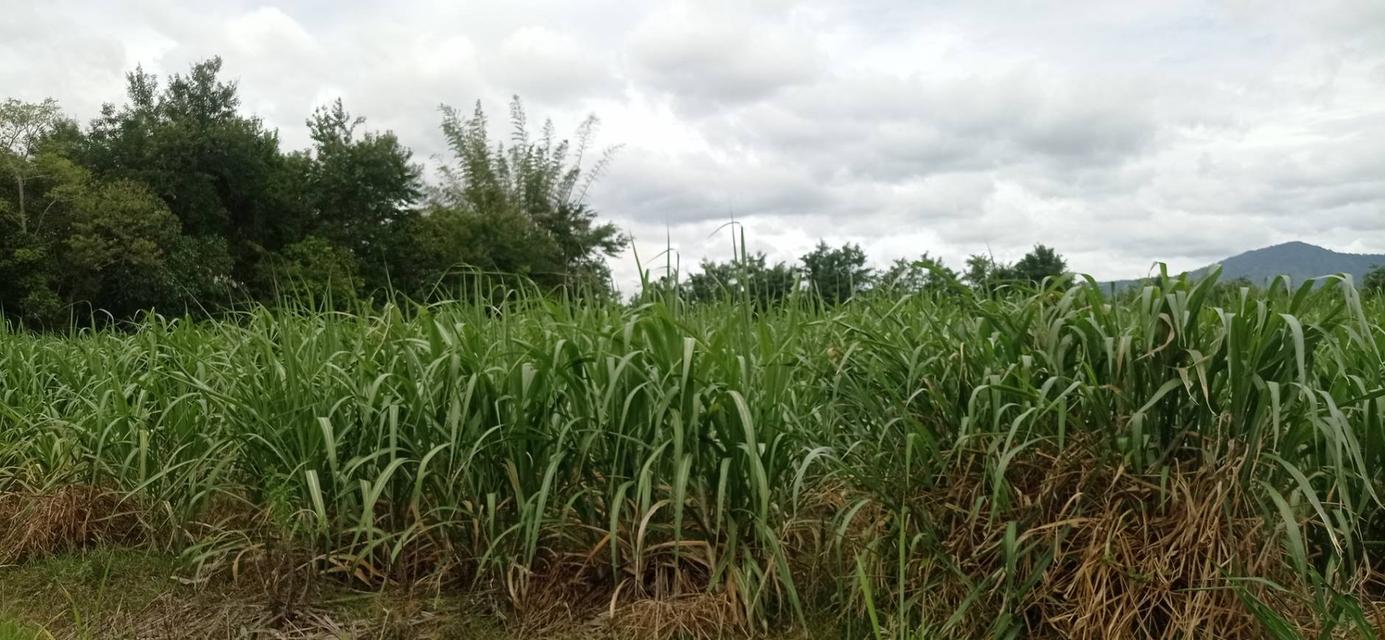 ขายที่ดินแถวสวนผึ้ง ราชบุรี ขายด่วนถูกมากๆๆ2ไร่ ต่อรองได้ ก้อย 0982832356 4