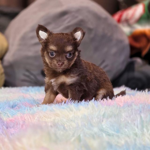 Chihuahuaขนยาวสีช็อค 6