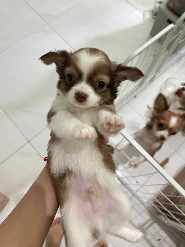 ชิวาว่า ขนยาว ผู้ อายุ 3 เดือน ฉีดเข็มเเรกแล้ว รูปที่ 2